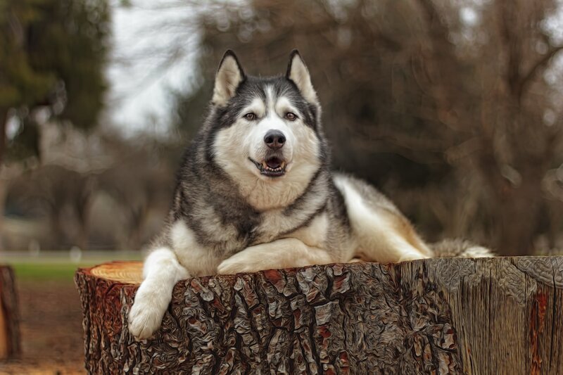 Husky Dog on Log