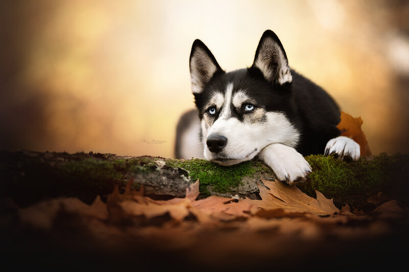 Husky Dog on Moss