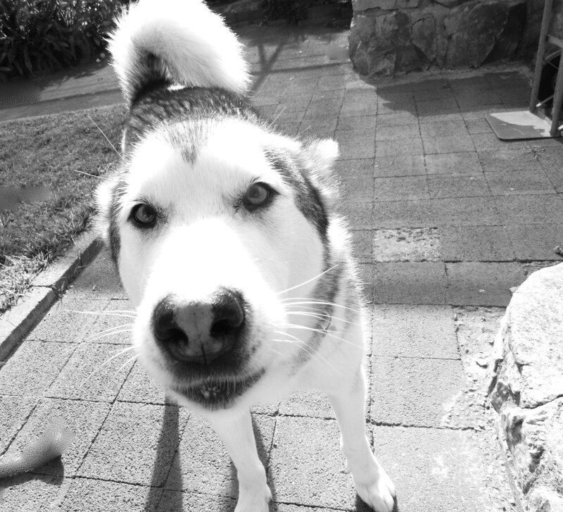 Husky Dog on Patio