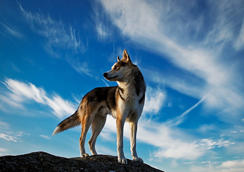 Husky Dog on Rock — Blue, Dramatic, Afternoon, Photograph