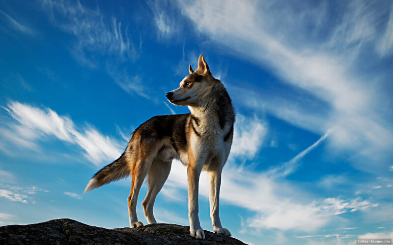 Husky Dog on Rock — Blue, Dramatic