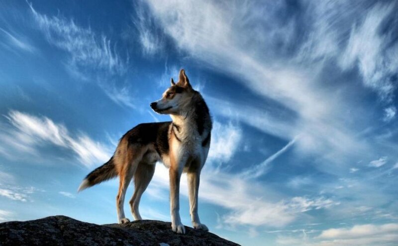 Husky Dog on Rock — Blue
