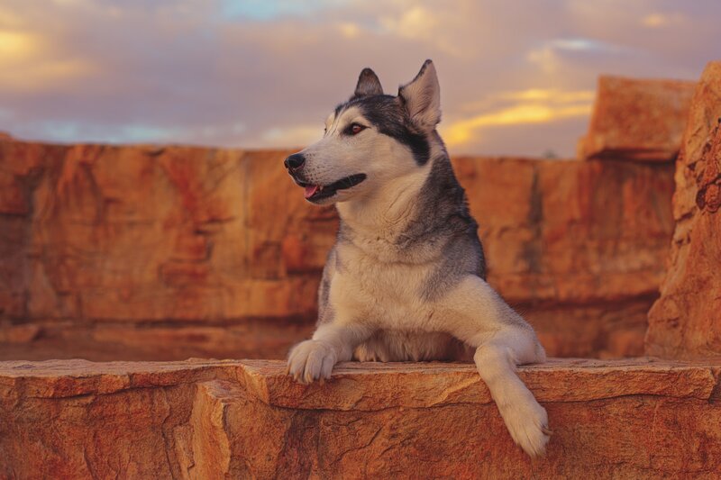 Husky Dog on Rock — Orange