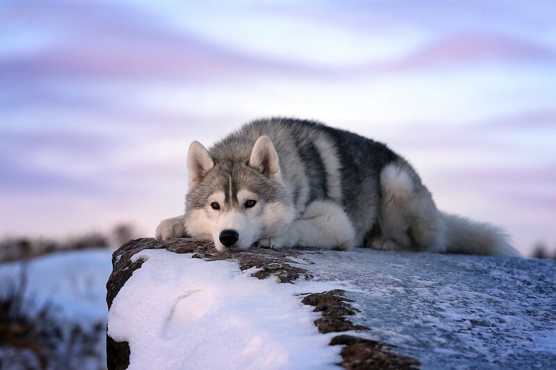 Husky Dog on Rock — White, Serene