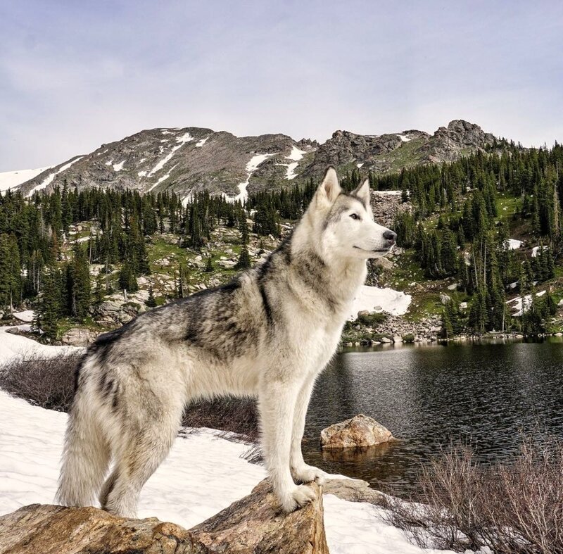Husky Dog on Rock — White