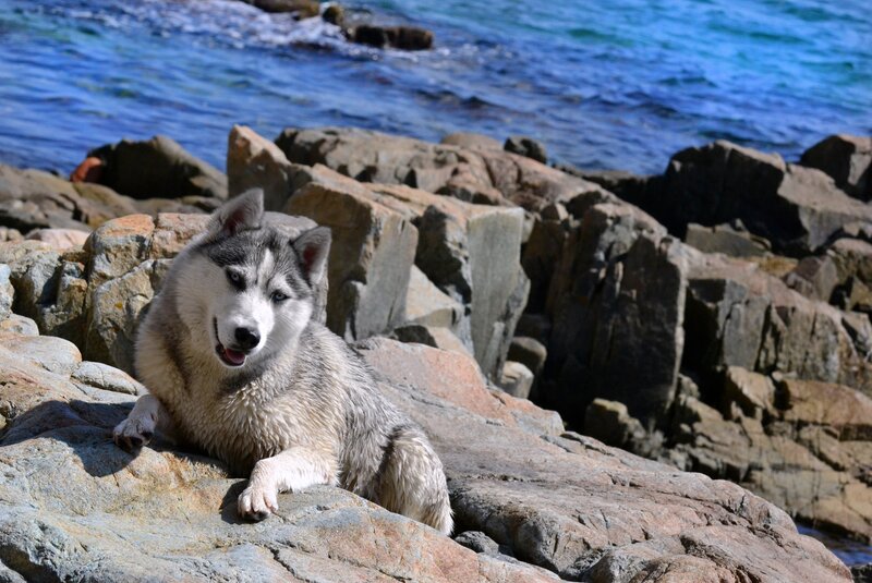 Husky Dog on Rocks — Blue, Calm