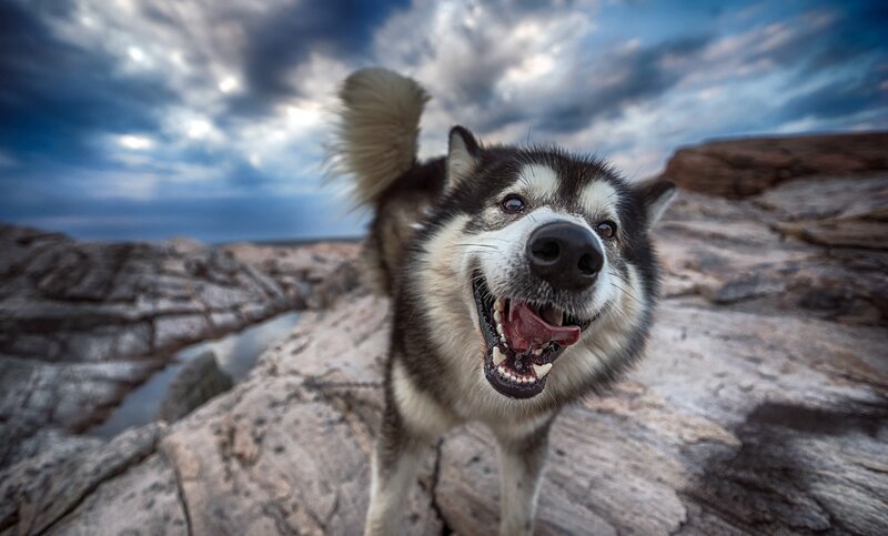 Husky Dog on Rocks — Blue, Dramatic