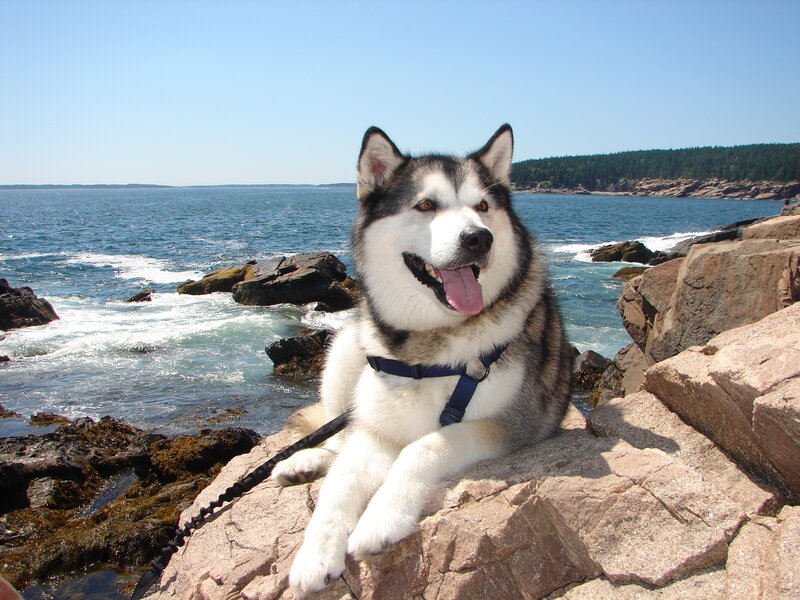 Husky Dog on Rocks — Blue