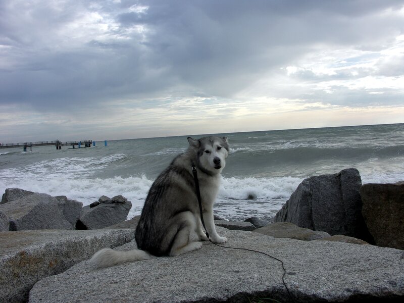 Husky Dog on Rocks