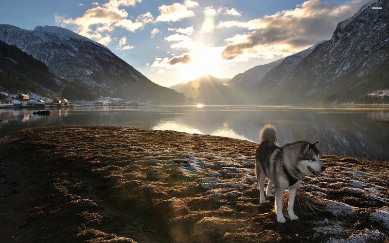 Husky Dog on Shore