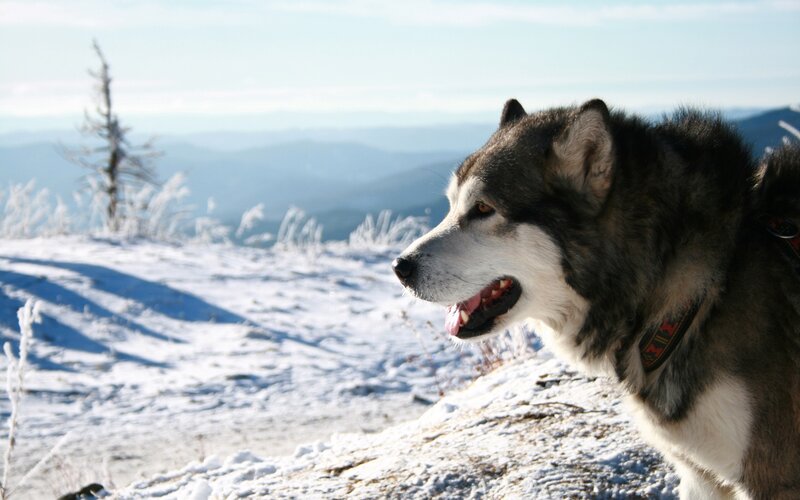 Husky Dog on Snowy Hill