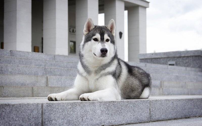 Husky Dog on Steps