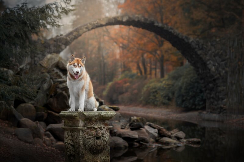 Husky Dog on Stone Pedestal