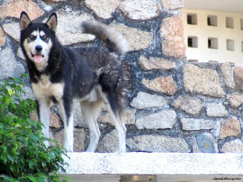 husky dog on stone wall
