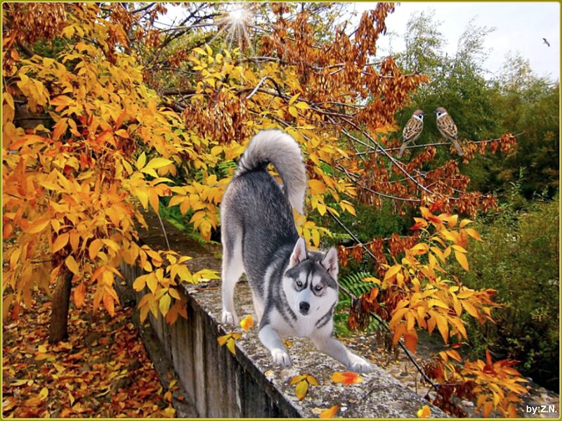 Husky Dog on Wall
