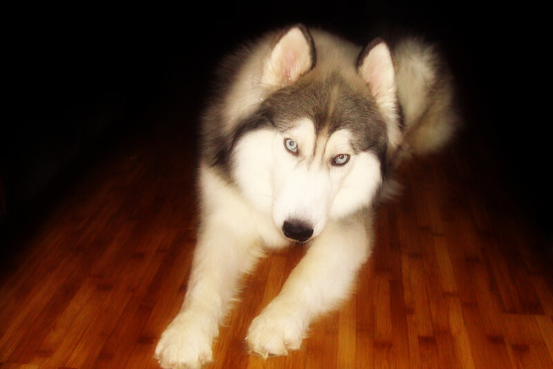 husky dog on wooden floor