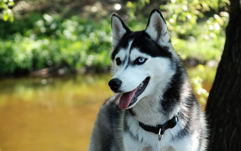 Husky Dog Outdoors — Black, Calm