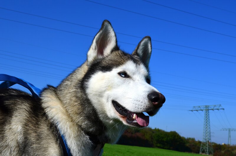 Husky Dog Outdoors — Blue