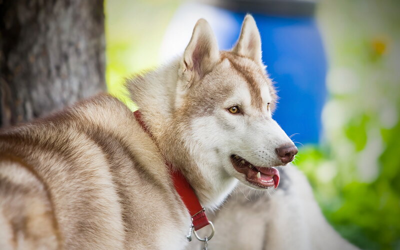 Husky Dog Outdoors — Brown
