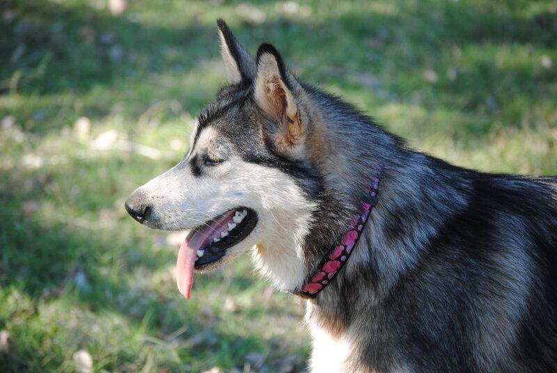 Husky Dog Outdoors — Gray