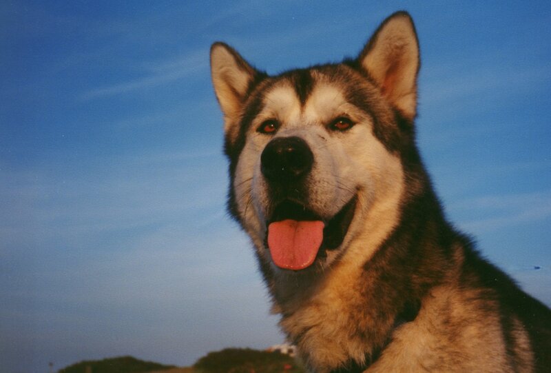 Husky Dog Outdoors