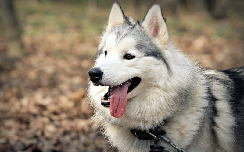 Husky Dog Outdoors — White, Calm