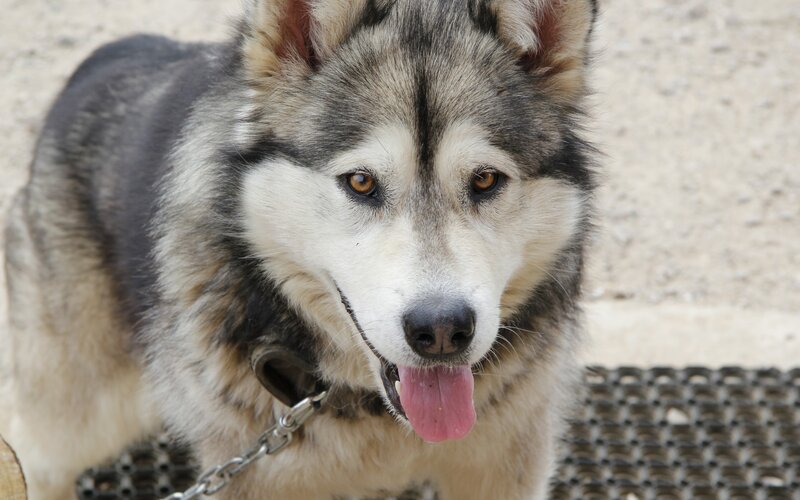 Husky Dog Panting — Gray, Calm