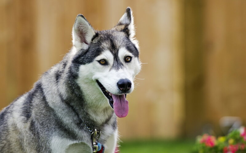 Husky Dog Panting — Gray