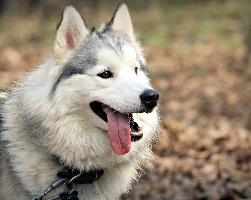 Husky Dog Panting