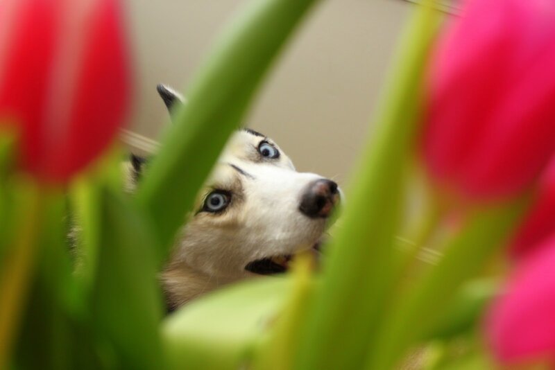 Husky Dog Peeking