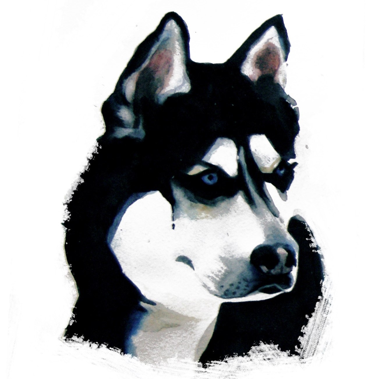 husky dog portrait