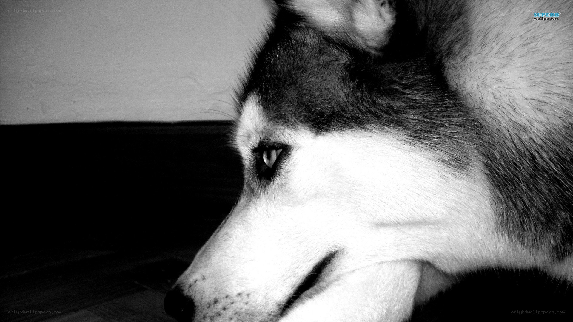 husky dog portrait