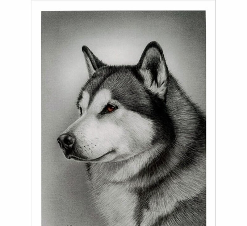 Husky Dog Portrait — Black