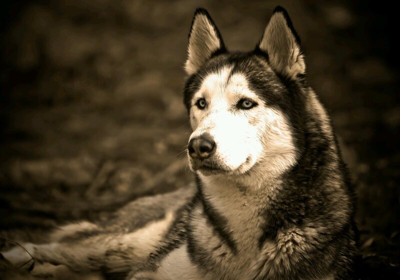 Husky Dog Portrait — Brown