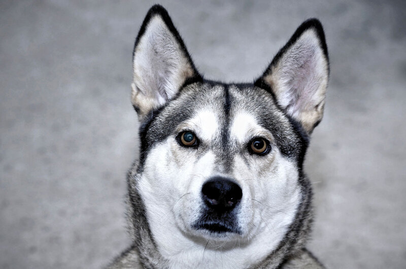 Husky Dog Portrait — Gray, Neutral