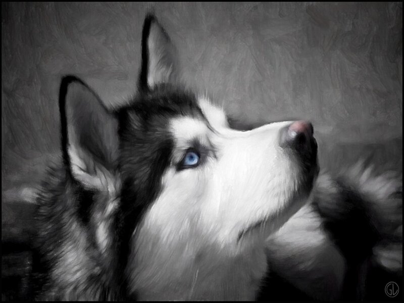 Husky Dog Portrait — Gray