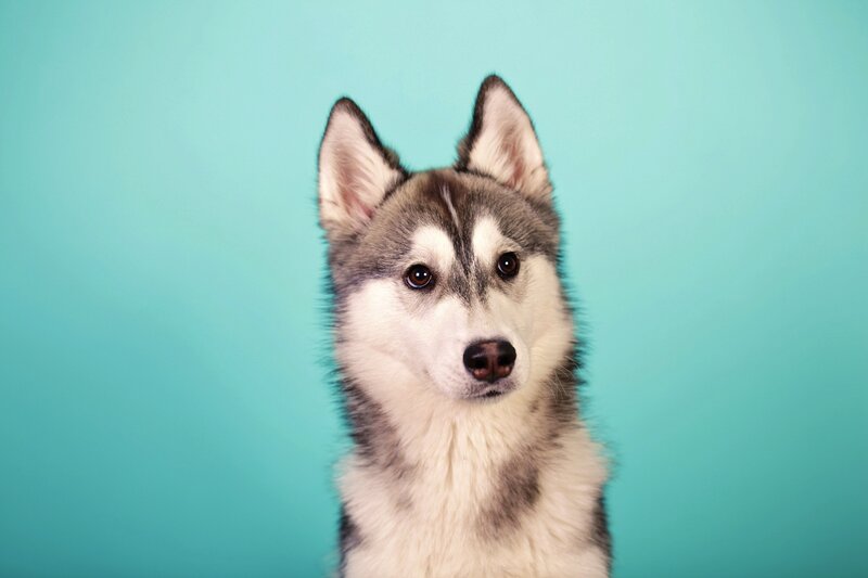 Husky Dog Portrait — Teal