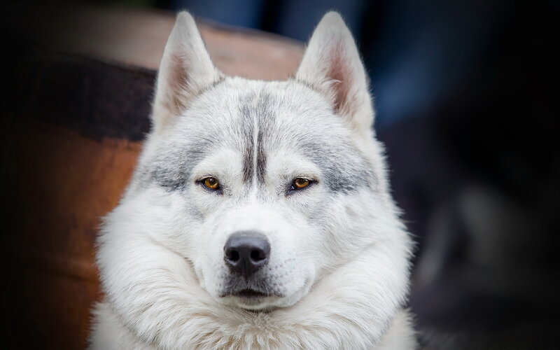 Husky Dog Portrait — White