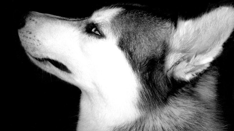 Husky Dog Profile