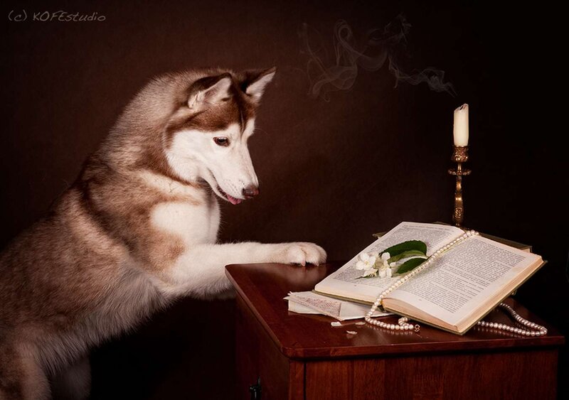 Husky Dog Reading Book