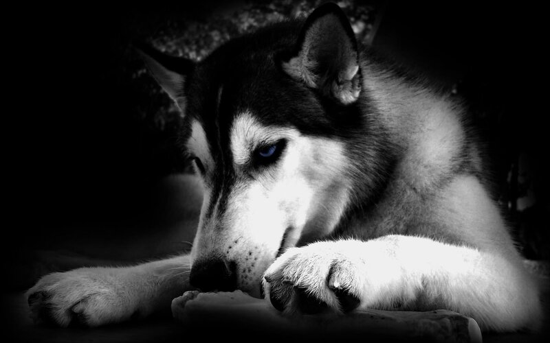 Husky Dog Resting — Black