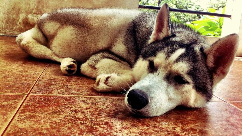 Husky Dog Resting — Brown