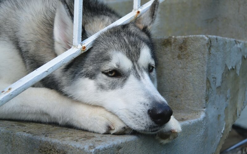 Husky Dog Resting — Gray, Calm