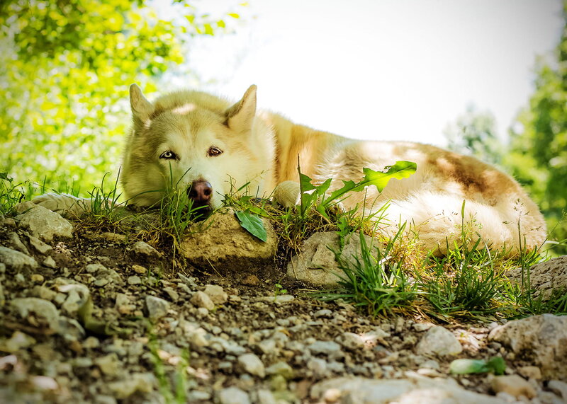 Husky Dog Resting — Green
