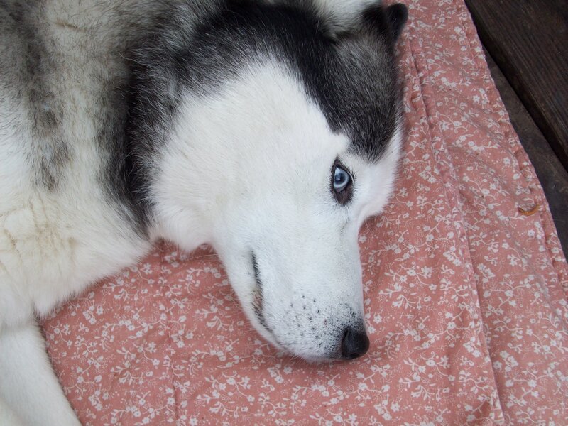 husky dog resting on blanket