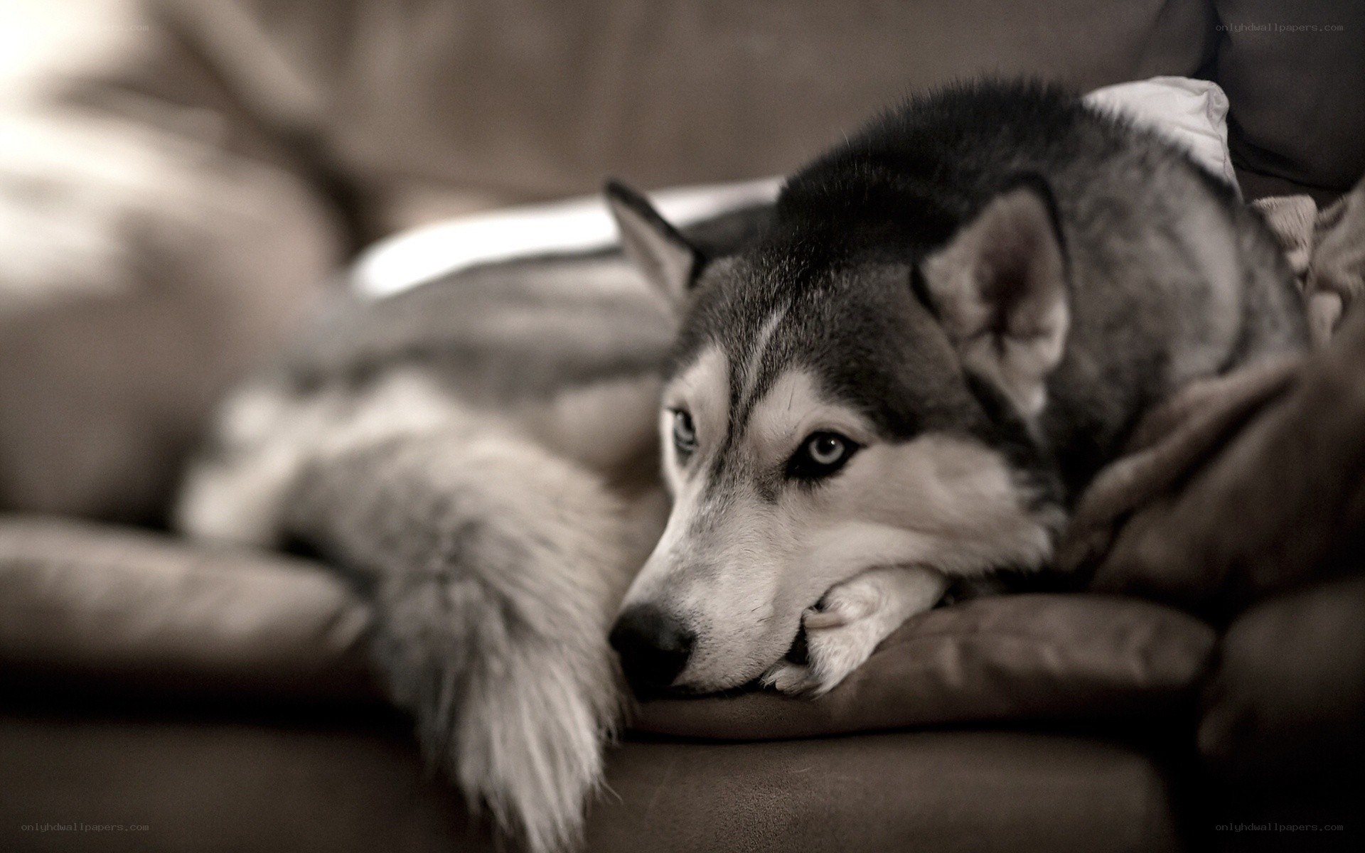 husky dog resting on couch