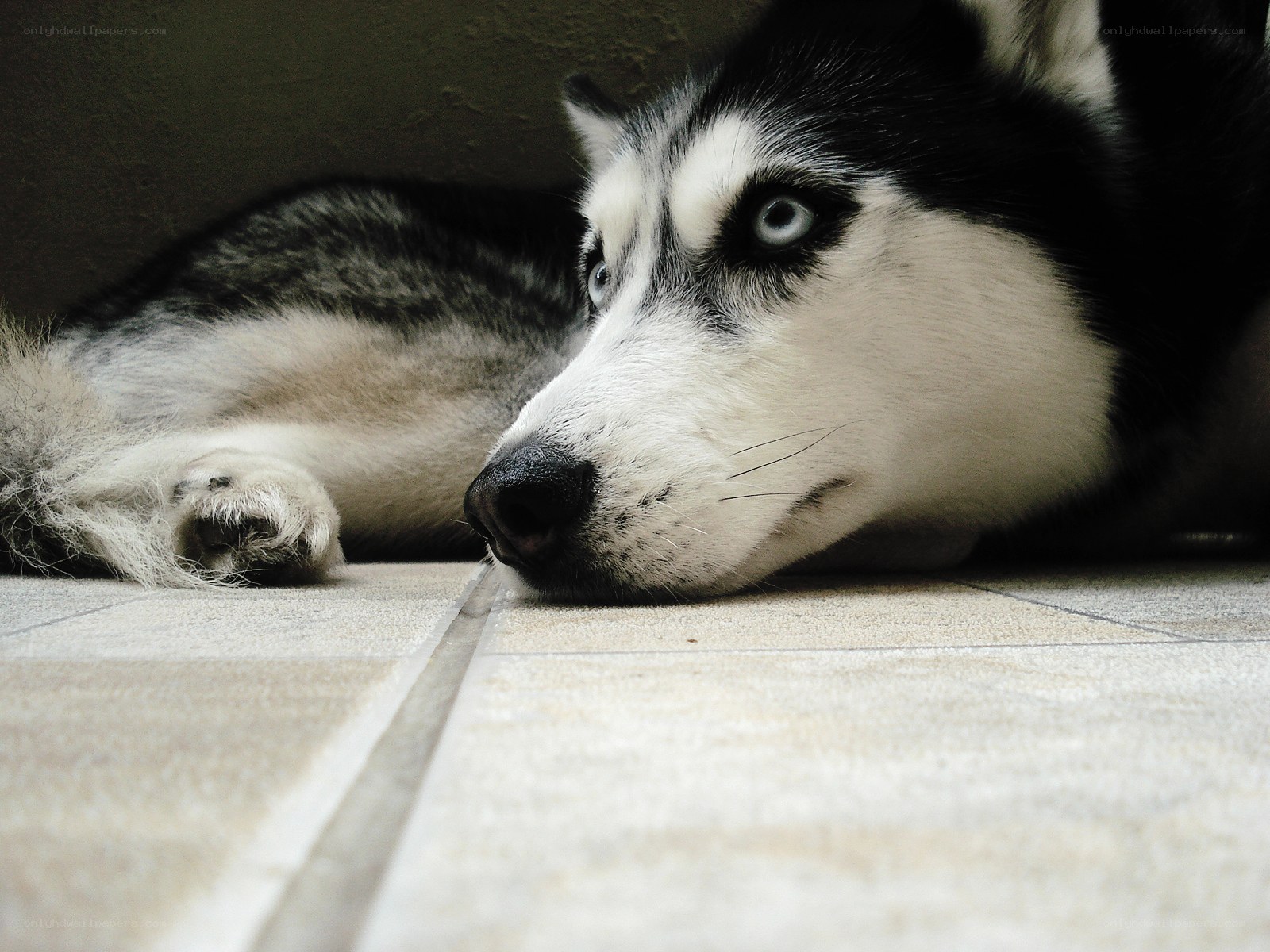 husky dog resting on floor