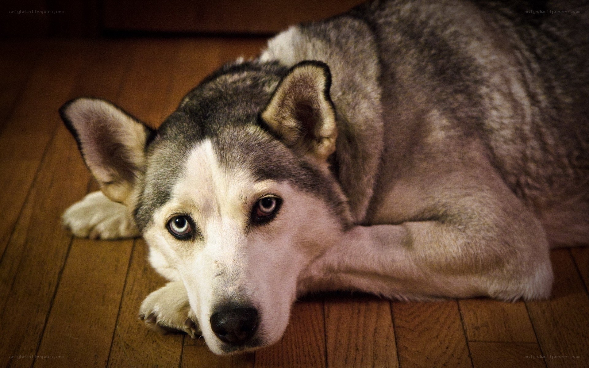 husky dog resting on floor