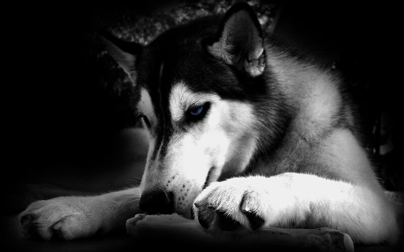husky dog resting