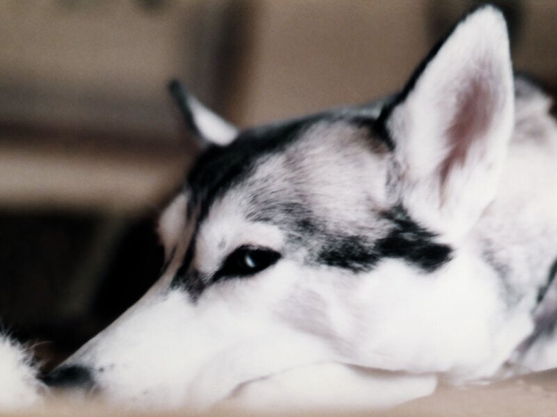 Husky Dog Resting — White